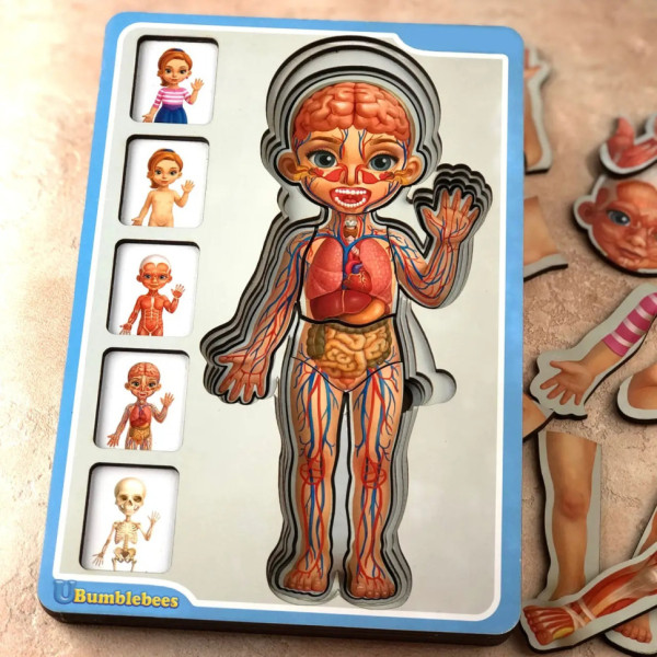 Дерев'яний пазл-вкладиш "Анатомія людини – дівчинка" Ubumblebees (ПСФ025) PSF025 будова тіла (PSF025)