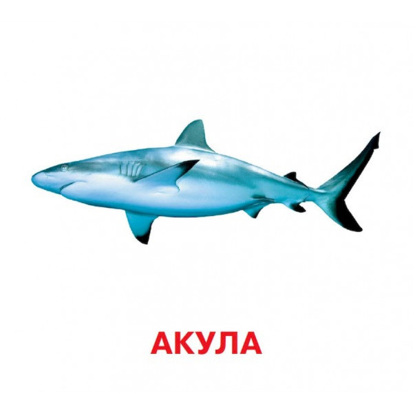 Розвиваючі картки для дітей Хто у воді живе J802у, 18 картинок (J802у)