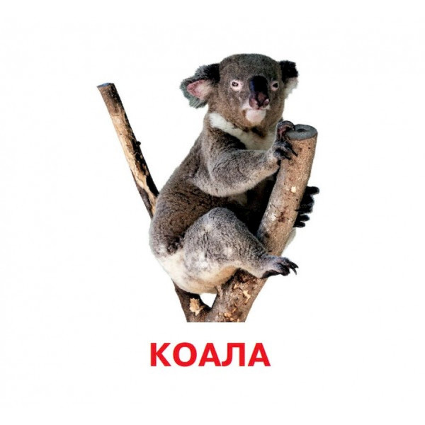 Розвиваючі картки для дітей Дикі тварини J011y, 18 картинок (J011y)