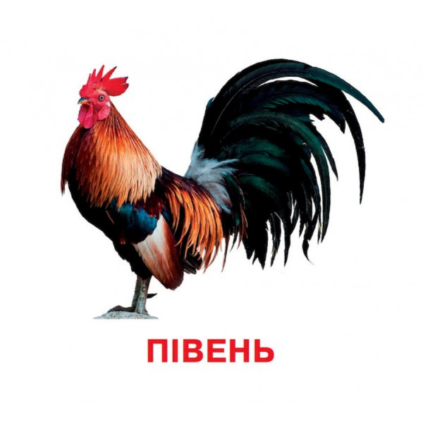 Розвиваючі картки для дітей Домашні тварини J012yD, 18 картинок (J012yD)