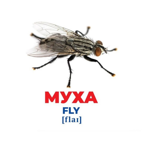 Набір розвиваючих карток Геній з пелюшок "Комахи" Ранок 10107199, 17 карток (10107199)