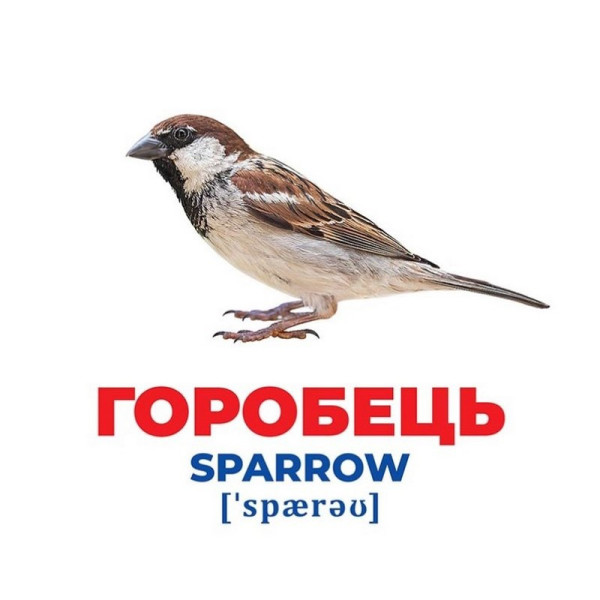Набір розвиваючих карток Геній з пелюшок "Птахи України" Ранок 10107193У, 17 карток (10107193)