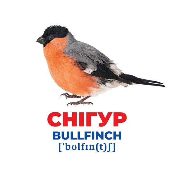 Набір розвиваючих карток Геній з пелюшок "Птахи України" Ранок 10107193У, 17 карток (10107193)