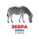 Набір розвиваючих карток Геній з пелюшок "Тварини різних широт" 10107200, 17 карток (10107200)