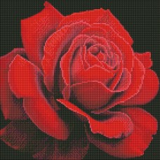 Алмазная мозаика "Красная роза" ©annasteshka AMO7634 Идейка 40х40 см