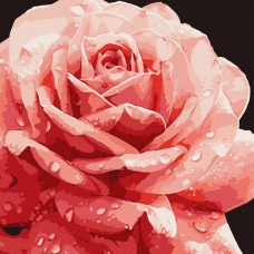Картина за номерами "Досконала троянда" ©art_selena_ua KHO3236, 40х40см