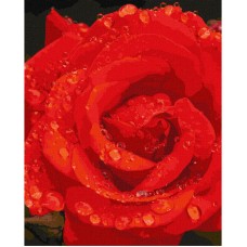 Картина по номерам "Роза в бриллиантах" Идейка KHO3207 40х50 см