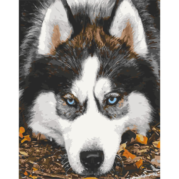 Картина по номерам "Опечаленный хаски" Art Craft 40х50см 11509-AC 