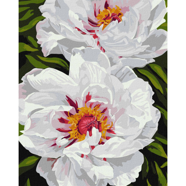 Картина по номерам "Белые пионы" ©ArtAlekhina Идейка KHO3243 40х50 см