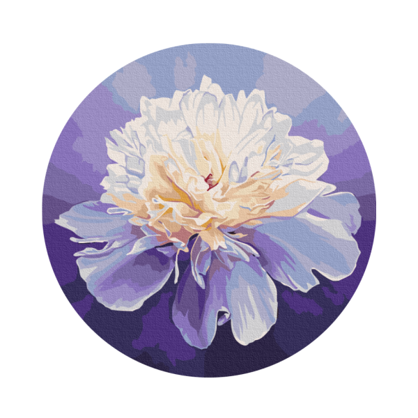 Картина за номерами "Ніжна півонія" © Anna Steshenko Brushme RC00074M 30 см