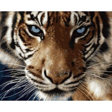 Картина за номерами. Brushme "Погляд тигра" GX8767, 40х50 см