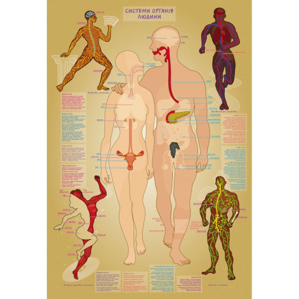 Дитяча навчальна гра з багаторазовими наклейками "Тіло людини" KP-004y укр. мовою (KP-004y)