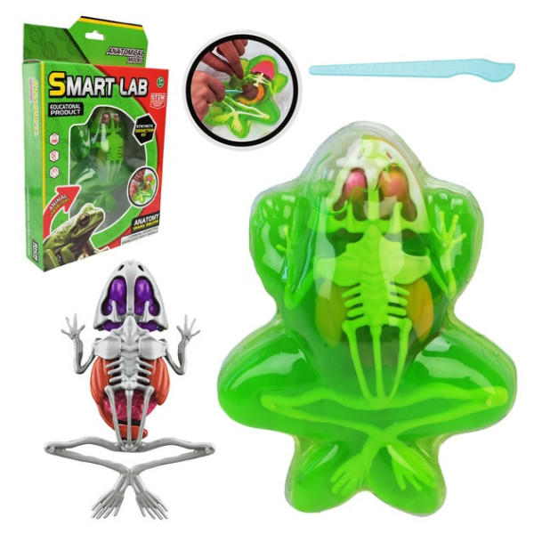Дитячий лабораторнний набір Жаба 801B, скелет, внутрішні органи (801B)