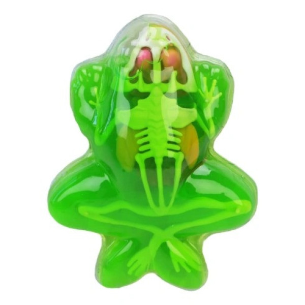 Дитячий лабораторнний набір Жаба 801B, скелет, внутрішні органи (801B)