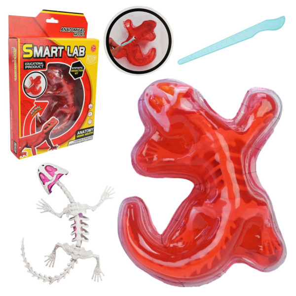 Дитячий лабораторнний набір Ящірка 803B, скелет, внутрішні органи (803B)
