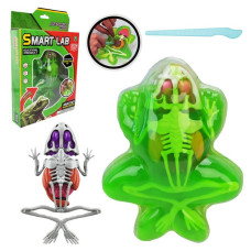 Детский лабораторный набор Лягушка 801B, скелет, внутренние органы(801B)