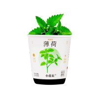 Ботанічні експерименти "Квіти в горщику" X2024-153-2 грунт, насіння, стакан з кришкою (X2024-153-2)