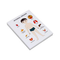 Пазлы обучающие Internal Organs Strateg 30349 органы человека(30349)