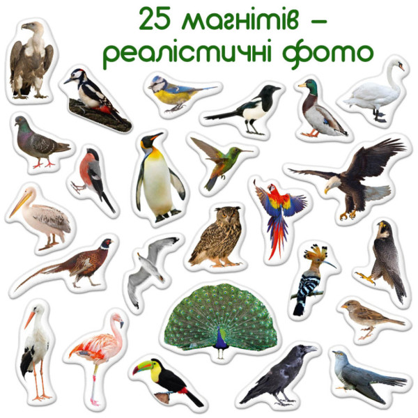 Дитячий набір магнітів Птахи фото Magdum ML4031-30 EN (ML4031-30 EN)
