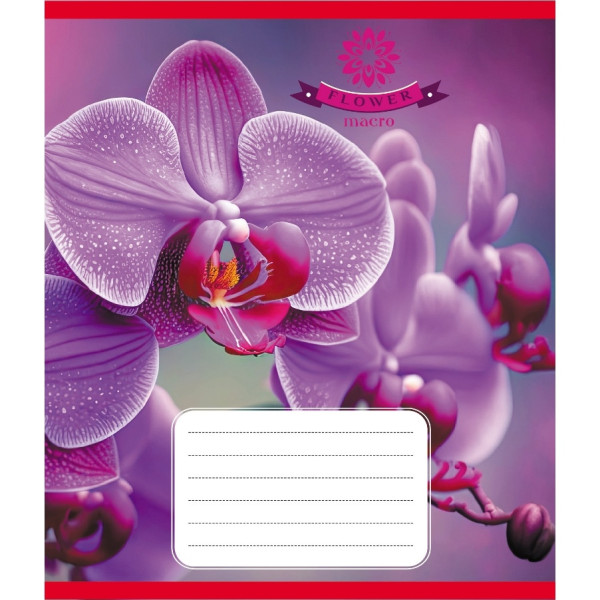 Зошит учнівський "Орхідея" 036-570137K-3 в клітинку, 36 аркушів (036-570137K-3)