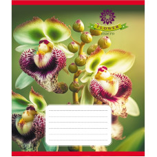 Зошит учнівський "Орхідея" 036-570137K-4 в клітинку, 36 аркушів (036-570137K-4)
