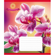 Тетрадь ученическая "Орхидея" 036-570137K-5 в клеточку, 36 листов(036-570137K-5)