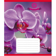 Тетрадь ученическая "Орхидея" 036-570137K-3 в клеточку, 36 листов(036-570137K-3)
